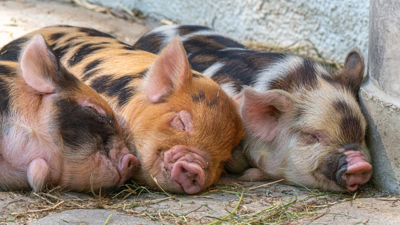 Ce Trebuie Să Știi Înainte De A Interpreta Un Vis Cu Animale Sălbatice