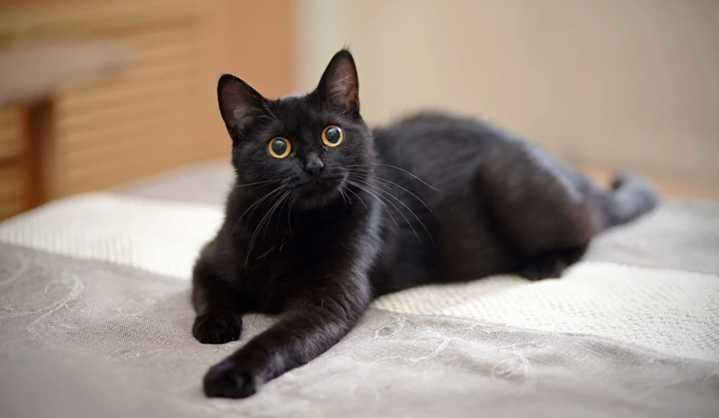 Semnificația Viselor Cu Pisici Negre