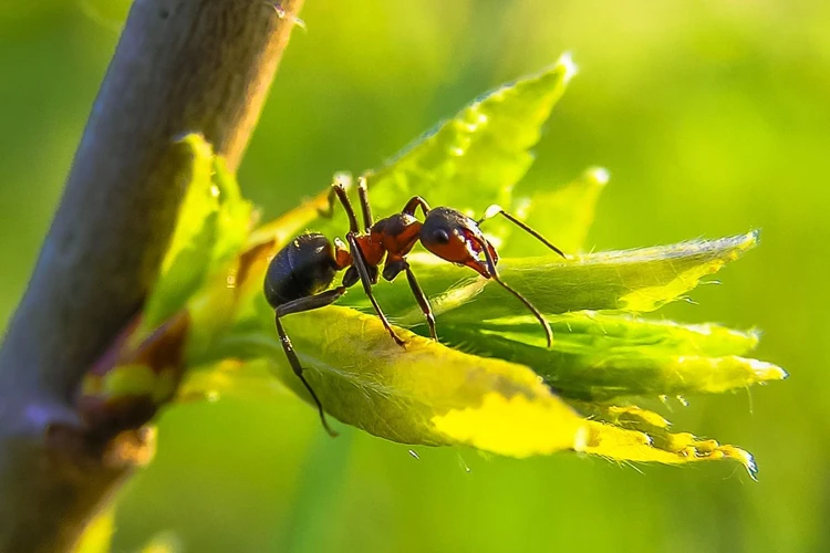 Visul Cu Insecte